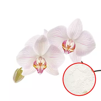 Фреска Ortograf