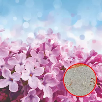 Фреска Ortograf