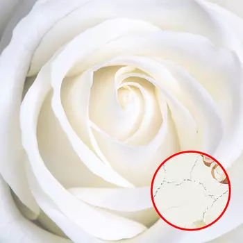 Фреска Ortograf