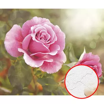 Фреска Ortograf