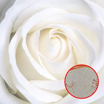 Фреска Ortograf