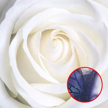 Фреска Ortograf