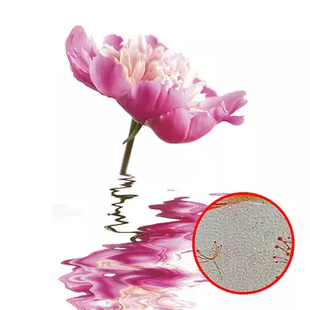 Фреска Ortograf