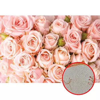 Фреска Ortograf