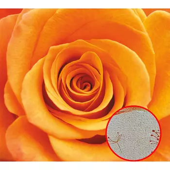 Фреска Ortograf