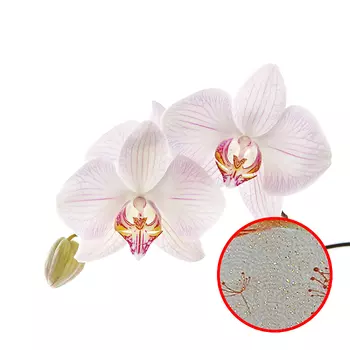 Фреска Ortograf