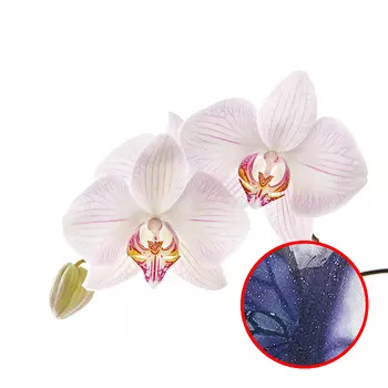 Фреска Ortograf