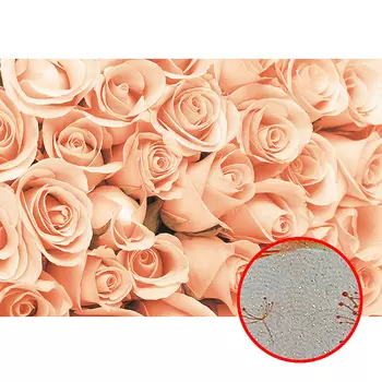 Фреска Ortograf