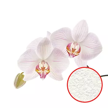 Фреска Ortograf