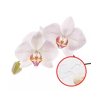 Фреска Ortograf