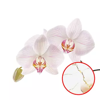 Фреска Ortograf