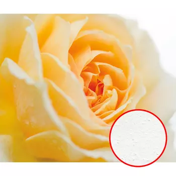 Фреска Ortograf