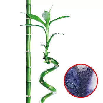 Фреска Ortograf