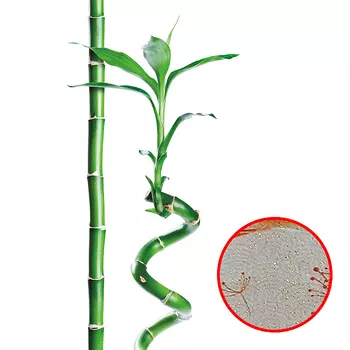 Фреска Ortograf