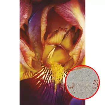 Фреска Ortograf