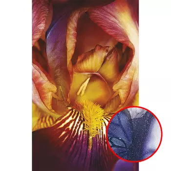 Фреска Ortograf