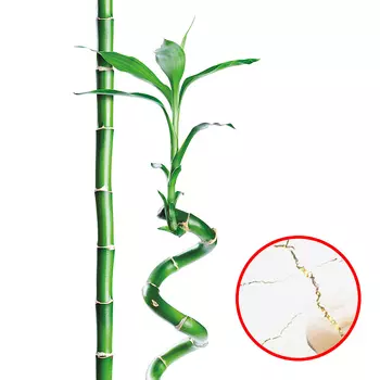 Фреска Ortograf