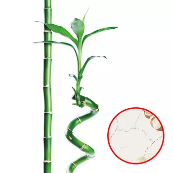 Фреска Ortograf