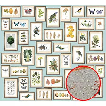 Фреска Ortograf