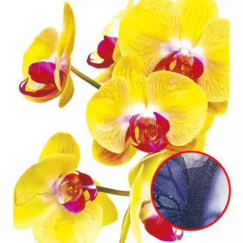 Фреска Ortograf