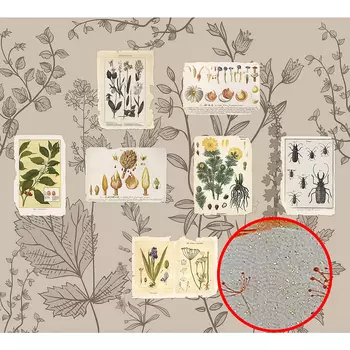 Фреска Ortograf