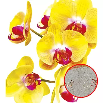 Фреска Ortograf