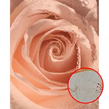 Фреска Ortograf