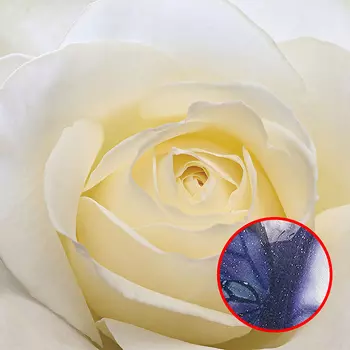 Фреска Ortograf