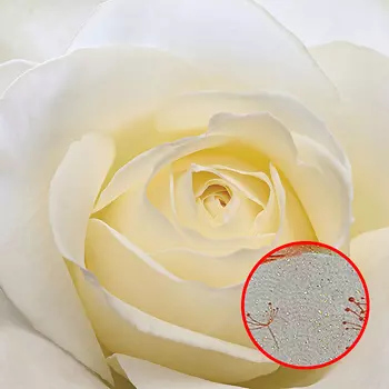 Фреска Ortograf