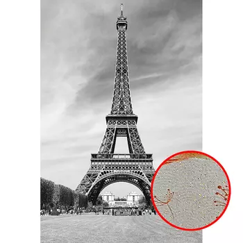 Фреска Ortograf