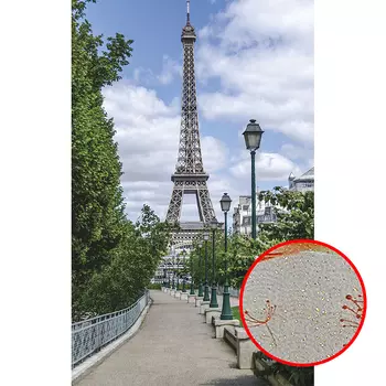 Фреска Ortograf