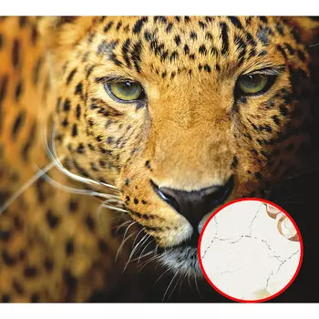 Фреска Ortograf