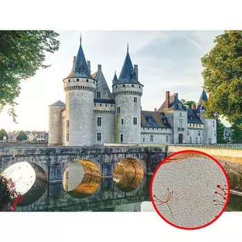 Фреска Ortograf