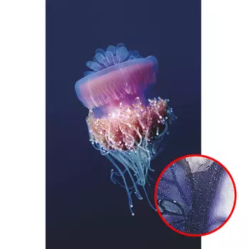 Фреска Ortograf