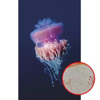 Фреска Ortograf