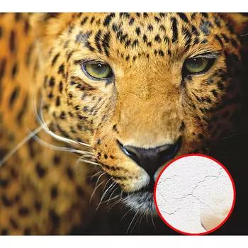 Фреска Ortograf