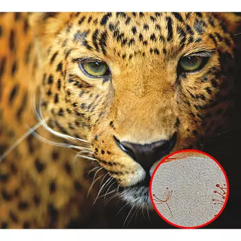 Фреска Ortograf