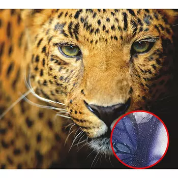 Фреска Ortograf