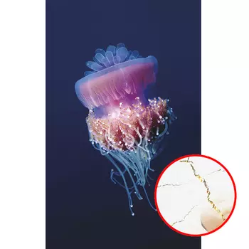 Фреска Ortograf