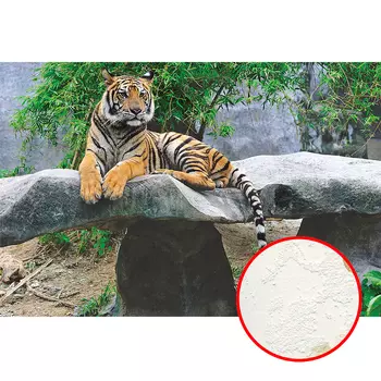 Фреска Ortograf