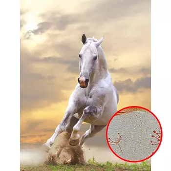 Фреска Ortograf