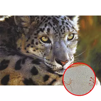 Фреска Ortograf