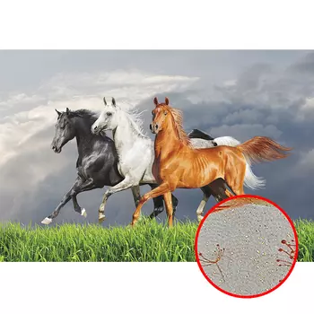 Фреска Ortograf