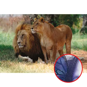 Фреска Ortograf