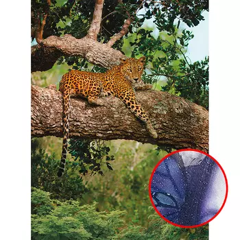 Фреска Ortograf