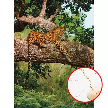 Фреска Ortograf