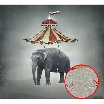 Фреска Ortograf