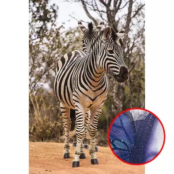 Фреска Ortograf