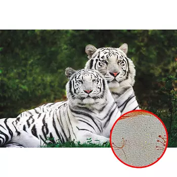 Фреска Ortograf