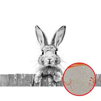 Фреска Ortograf